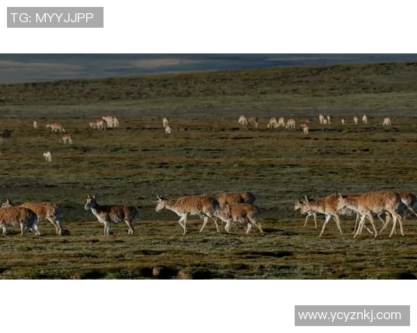 动物世界中的姚明:巨人如何影响野生动物保护与生态平衡 动物世界中的姚明:巨人如何影响野生动物保护与生态平衡